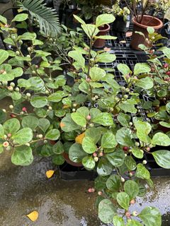 (Category: ) located in . Submitted by gardenfunfarm (Listing ID 1446462218, Image 1). Description: .