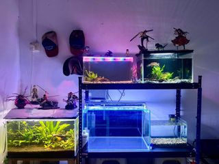 (Category: ) located in . Submitted by kaungwaiyan664-89389 (Listing ID 1446500935, Image 1). Description: .