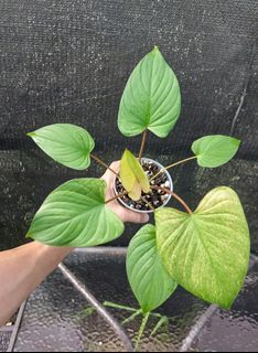 (Category: ) located in . Submitted by plantsnp (Listing ID 1446431854, Image 1). Description: .