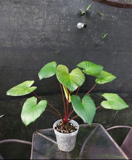 (Category: ) located in . Submitted by plantsnp (Listing ID 1446285089, Image 1). Description: .