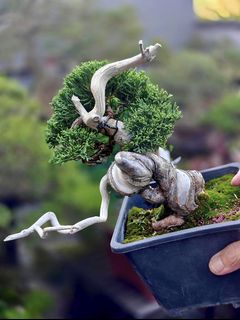 (Category: ) located in . Submitted by jia_bonsai_singapore (Listing ID 1446355897, Image 1). Description: .