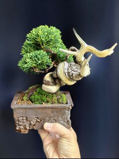 (Category: ) located in . Submitted by jia_bonsai_singapore (Listing ID 1446431167, Image 1). Description: .
