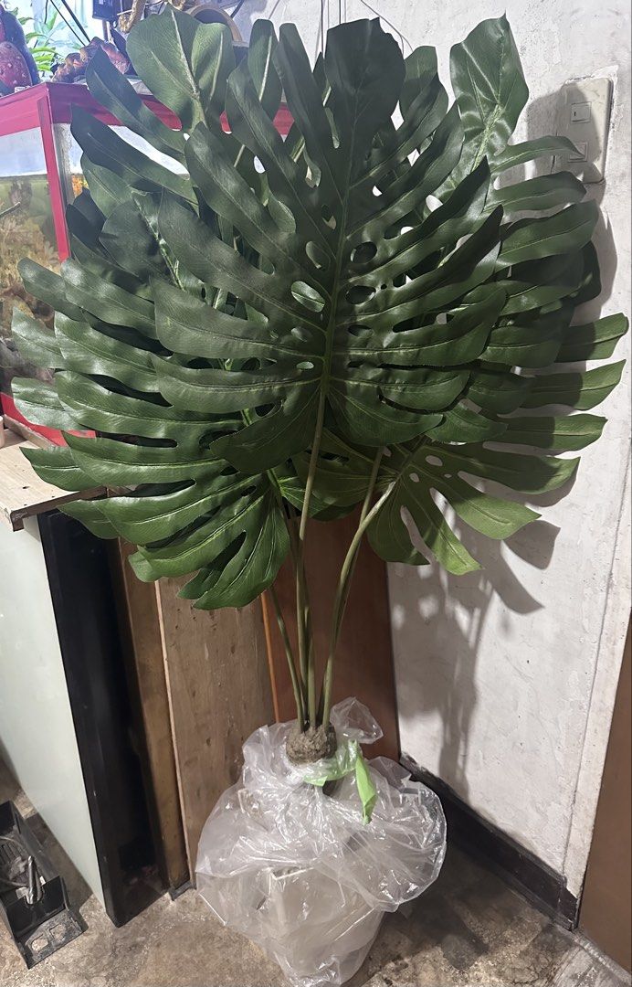 Lp- Japan potted artificial plant 57” (Category: Artificial Plants & Flowers) located in Antipolo. Submitted by queens.collections (Listing ID 1446387057, Image 2). Description: “Last price already” Skukl2262615c.