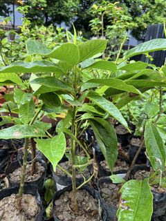 (Category: ) located in . Submitted by gardenfunfarm (Listing ID 1446463075, Image 1). Description: .