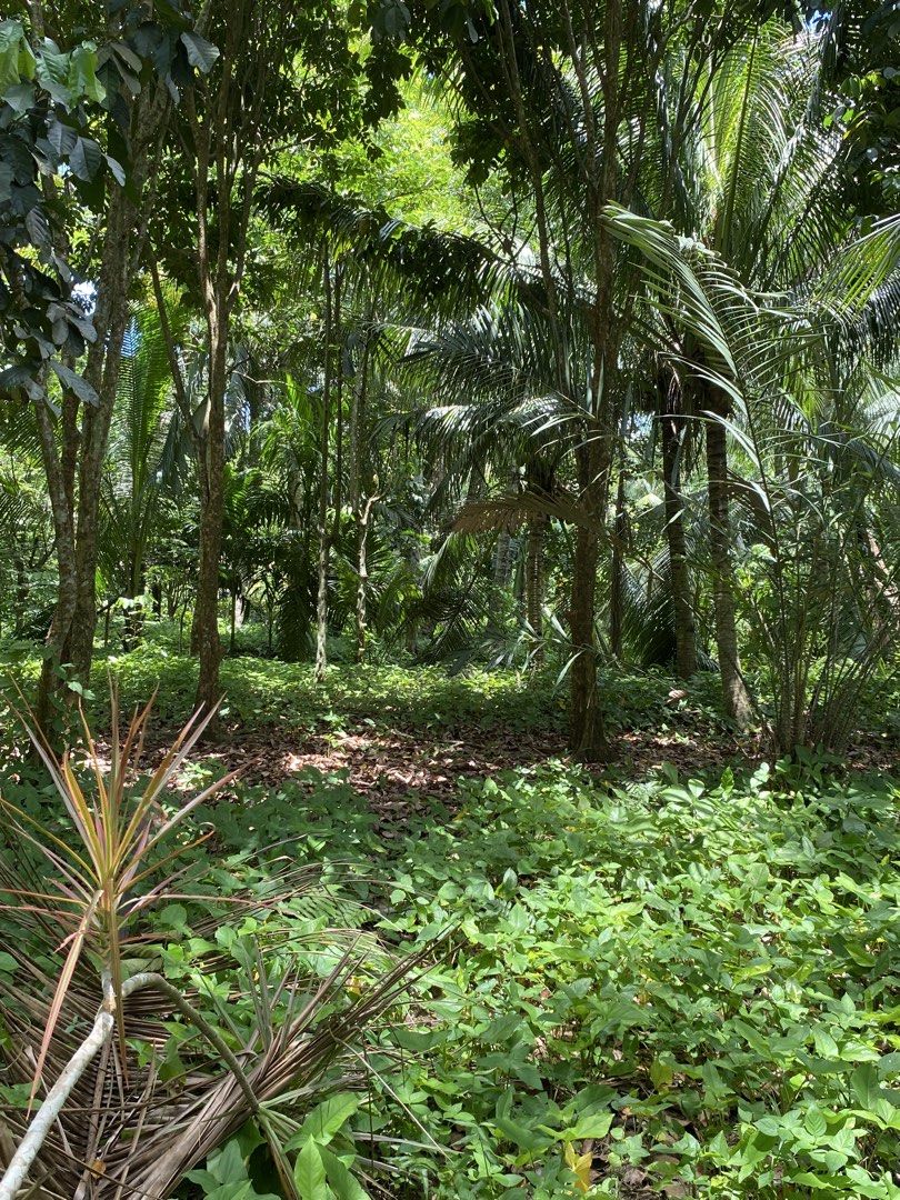 Mini Farm Lot for Sale (Category: Lot) located in Davao. Submitted by sadboijams (Listing ID 1446490419, Image 3). Description: Lot area: 545sqm Location: Lizada Proper, Toril, Davao City, Davao del Sur Specifics: • Cemented Road leading to property • Flat and usable land • Ideal for farming or residential purposes • Near Toril proper • Clean Title; ready for transfer.