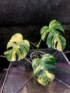 (Category: ) located in . Submitted by plantsnp (Listing ID 1446430046, Image 1). Description: .
