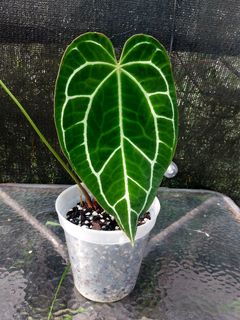 (Category: ) located in . Submitted by plantsnp (Listing ID 1446435812, Image 1). Description: .