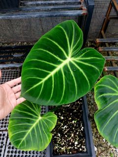 (Category: ) located in . Submitted by plantsnp (Listing ID 1446430677, Image 1). Description: .