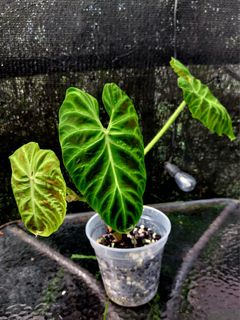 (Category: ) located in . Submitted by plantsnp (Listing ID 1446435173, Image 1). Description: .