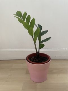 （分類：）位於 。 由 gargarden 提交（商品編號 1446471567，圖片 1）。簡介： 。