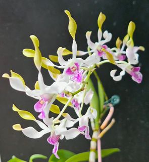 （分類：）位於 。 由 RejoiceInplanting 提交（商品編號 1446598609，圖片 1）。簡介： 。
