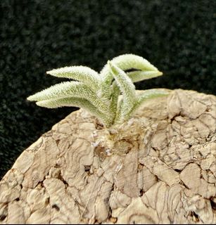 （分類：）位於 。 由 sunlight_garden 提交（商品編號 1446576105，圖片 1）。簡介： 。