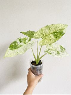 （分類：）位於 。 由 greennook 提交（商品編號 1446713938，圖片 1）。簡介： 。