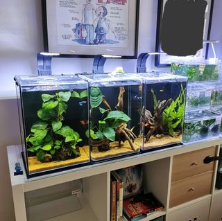 (Category: ) located in . Submitted by kopi-dilo (Listing ID 1446580074, Image 1). Description: .