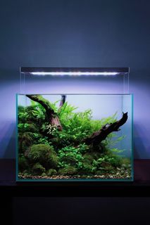 (Category: ) located in . Submitted by ascape (Listing ID 1446541385, Image 1). Description: .