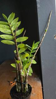 Orchid Collection item 2