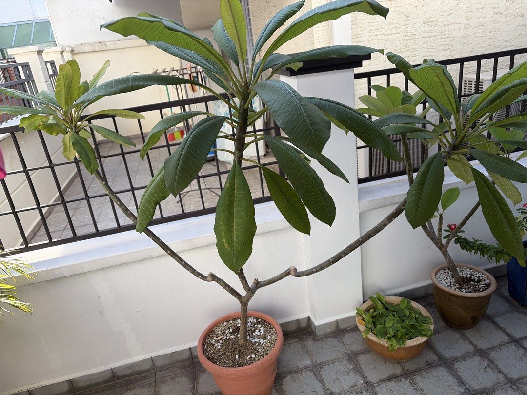 Frangipani495311678740910080
