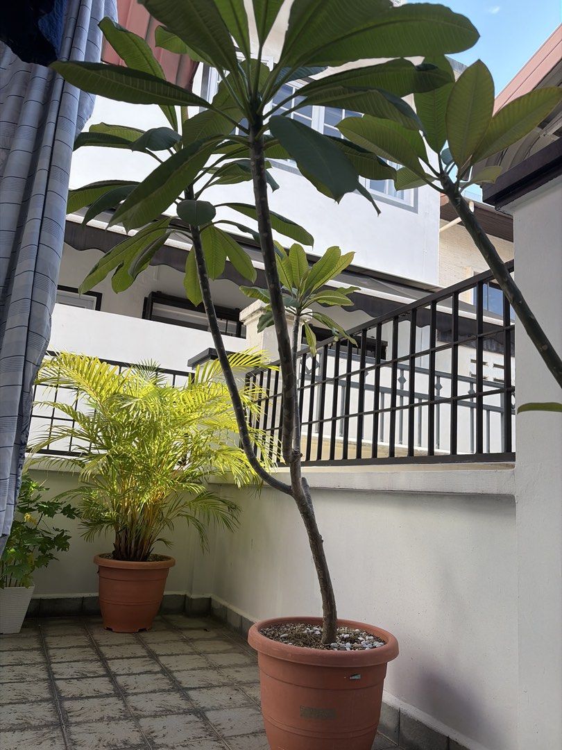 Frangipani495311678740910081
