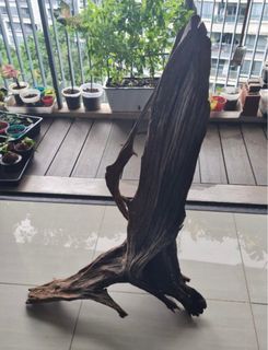 (Category: ) located in . Submitted by erhsfishroom (Listing ID 1446613775, Image 1). Description: .