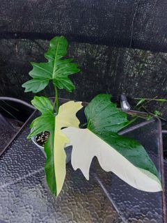 (Category: ) located in . Submitted by plantsnp (Listing ID 1446433672, Image 1). Description: .