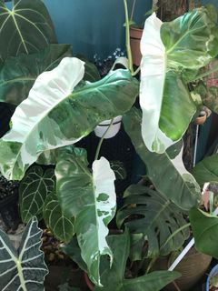(Category: ) located in . Submitted by PlantsRanger (Listing ID 1446559636, Image 1). Description: .