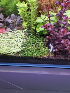 (Category: ) located in . Submitted by aquaticplantssengkang (Listing ID 1446539702, Image 1). Description: .