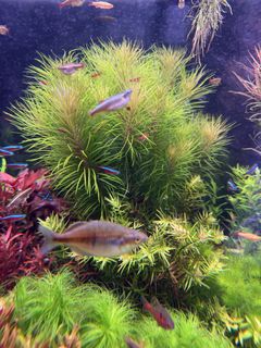 (Category: ) located in . Submitted by aquaticplantssengkang (Listing ID 1446543190, Image 1). Description: .