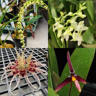 Other Orchid species and hybrids Collection item 3