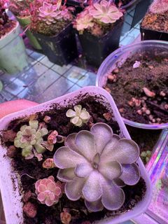 （分類：）位於 。 由 keenphoenix.3ddc8c 提交（商品編號 1441651713，圖片 1）。簡介： 。