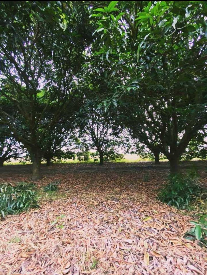 (Category: ) located in . Submitted by fst30 (Listing ID 1441636566, Image 1). Description: .