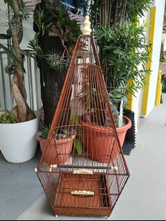 (Category: ) located in . Submitted by surebestpet (Listing ID 1441615951, Image 1). Description: .