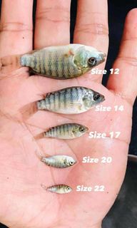 (Category: ) located in . Submitted by availablefishfingerlings (Listing ID 1441741047, Image 1). Description: .
