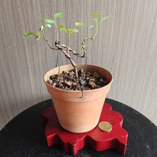 (Category: ) located in . Submitted by sgbonsai (Listing ID 1441658070, Image 1). Description: .