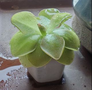 (Category: ) located in . Submitted by yllibc (Listing ID 1441621709, Image 1). Description: .
