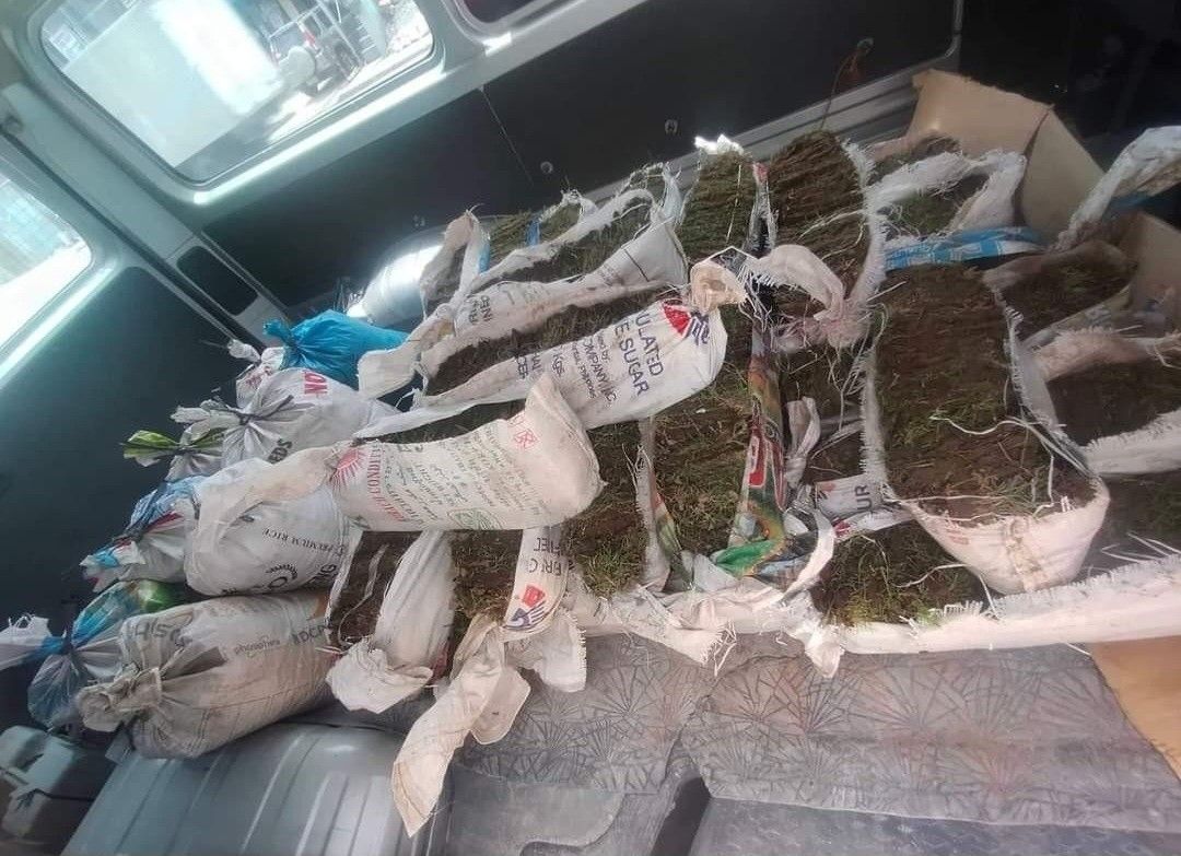 CARABAO GRASS PER SACK (Category: Soil & Fertilisers) located in San Mateo. Submitted by dessertmineenterprises1702 (Listing ID 1441674028, Image 1). Description: need dp to process order.