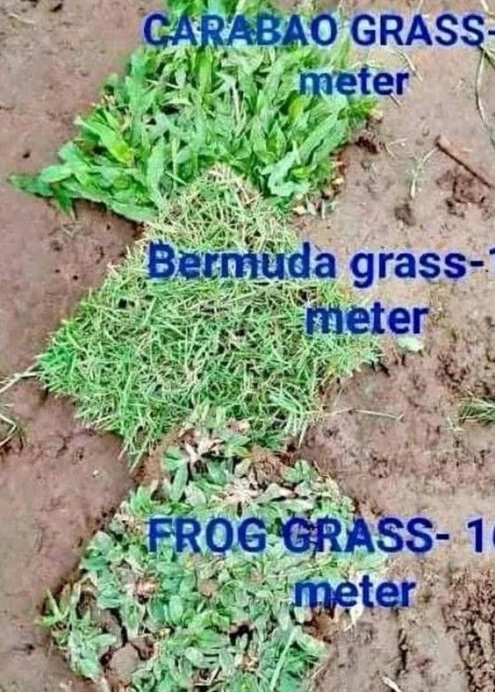 CARABAO GRASS PER SACK (Category: Soil & Fertilisers) located in San Mateo. Submitted by dessertmineenterprises1702 (Listing ID 1441674028, Image 2). Description: need dp to process order.