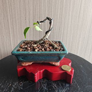 (Category: ) located in . Submitted by sgbonsai (Listing ID 1441653876, Image 1). Description: .