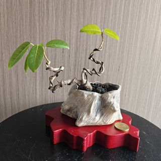 (Category: ) located in . Submitted by sgbonsai (Listing ID 1441648120, Image 1). Description: .