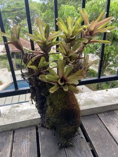 (Category: ) located in . Submitted by yellow.blue.leafing (Listing ID 1438609968, Image 1). Description: .