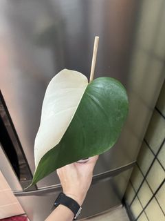 (Category: ) located in . Submitted by thai_amulets_thai (Listing ID 1441692033, Image 1). Description: .