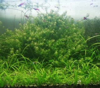 (Category: ) located in . Submitted by wk393 (Listing ID 1441740559, Image 1). Description: .