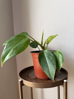 Philodendron Temptation, Furniture & Home Living, Gardening, Plants & Seeds  on Carousell
