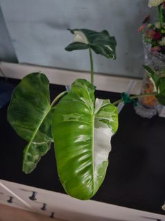 (Category: ) located in . Submitted by happygrowing (Listing ID 1441601907, Image 1). Description: .