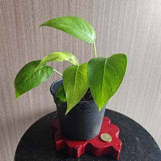 (Category: ) located in . Submitted by sgbonsai (Listing ID 1441659712, Image 1). Description: .