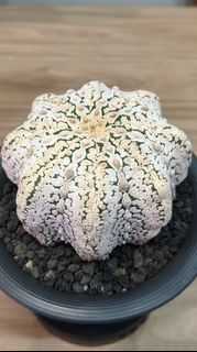 (Category: ) located in . Submitted by desertbalcony (Listing ID 1445691335, Image 1). Description: .