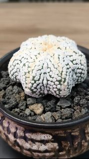 (Category: ) located in . Submitted by desertbalcony (Listing ID 1445686378, Image 1). Description: .