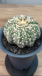 (Category: ) located in . Submitted by desertbalcony (Listing ID 1445690293, Image 1). Description: .