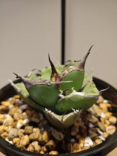 （分類：）位於 。 由 plantplayer 提交（商品編號 1446855596，圖片 1）。簡介： 。