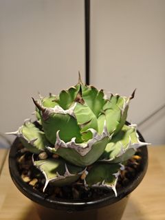 （分類：）位於 。 由 plantplayer 提交（商品編號 1446856006，圖片 1）。簡介： 。