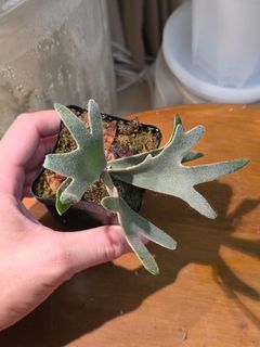 （分類：）位於 。 由 calvinplants 提交（商品編號 1446772465，圖片 1）。簡介： 。